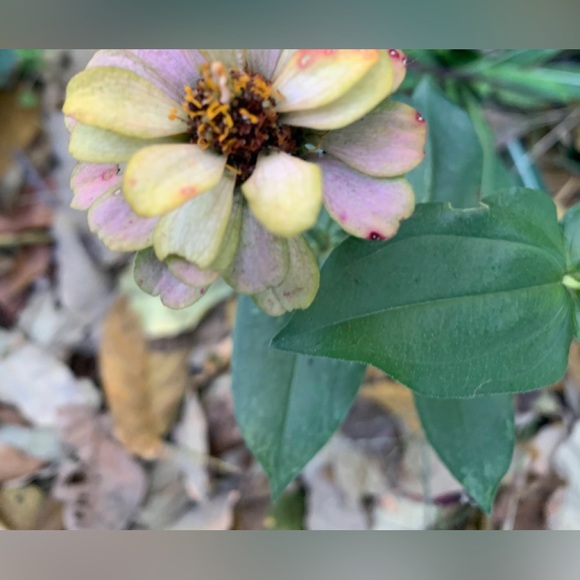 🌸 Bundle & Save 🌸 - Picture 3 of 16